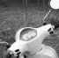 scooter-390897_1280.jpg - Красное знамя