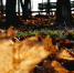 156092_9b7da7c42eaf25a8589ce0ecb2e4bed4441d89da.jpg - Красное знамя