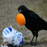 crow-g2dcf01564_640.jpg - Красное знамя