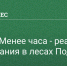 Пожары в лесу ликвидируют в день обнаружения - РузаРИА