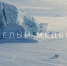Ружане узнают все о белых медведях - РузаРИА
