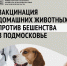 В парке «Городок» состоится мероприятие по чипированию, регистрации и вакцинации домашних животных - Рузский городской округ